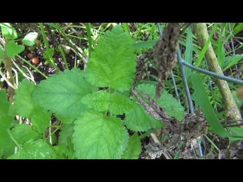 Vídeo: Catnip vs. Catmint: aprèn la diferència entre les plantes catmint i catnip