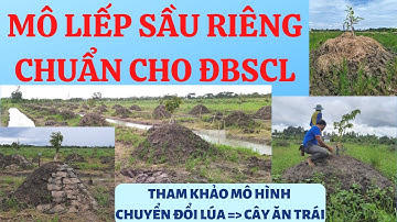 Kỹ thuật lên mô liếp trồng sầu riêng chuẩn cho ĐBSCL I Mô hình chuyển từ lúa lên cây ăn trái