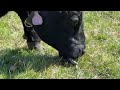 Belted Galloway Grazing Time (Slo-Mo) Belted Galloway Homestead