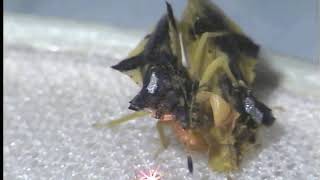 Ambush bugs stridulating (i.e. making vibrational signals) during mating Profile