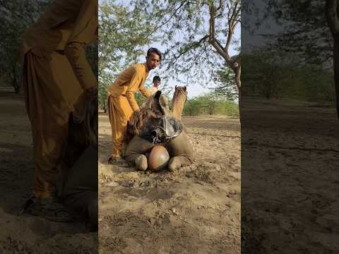 ف ت ى ق ر و ي ي ض ع ج ر ة خ ل ف الج م ل و ي ث ب ت ص ن د وق الم ي اه ف و ق ه ا