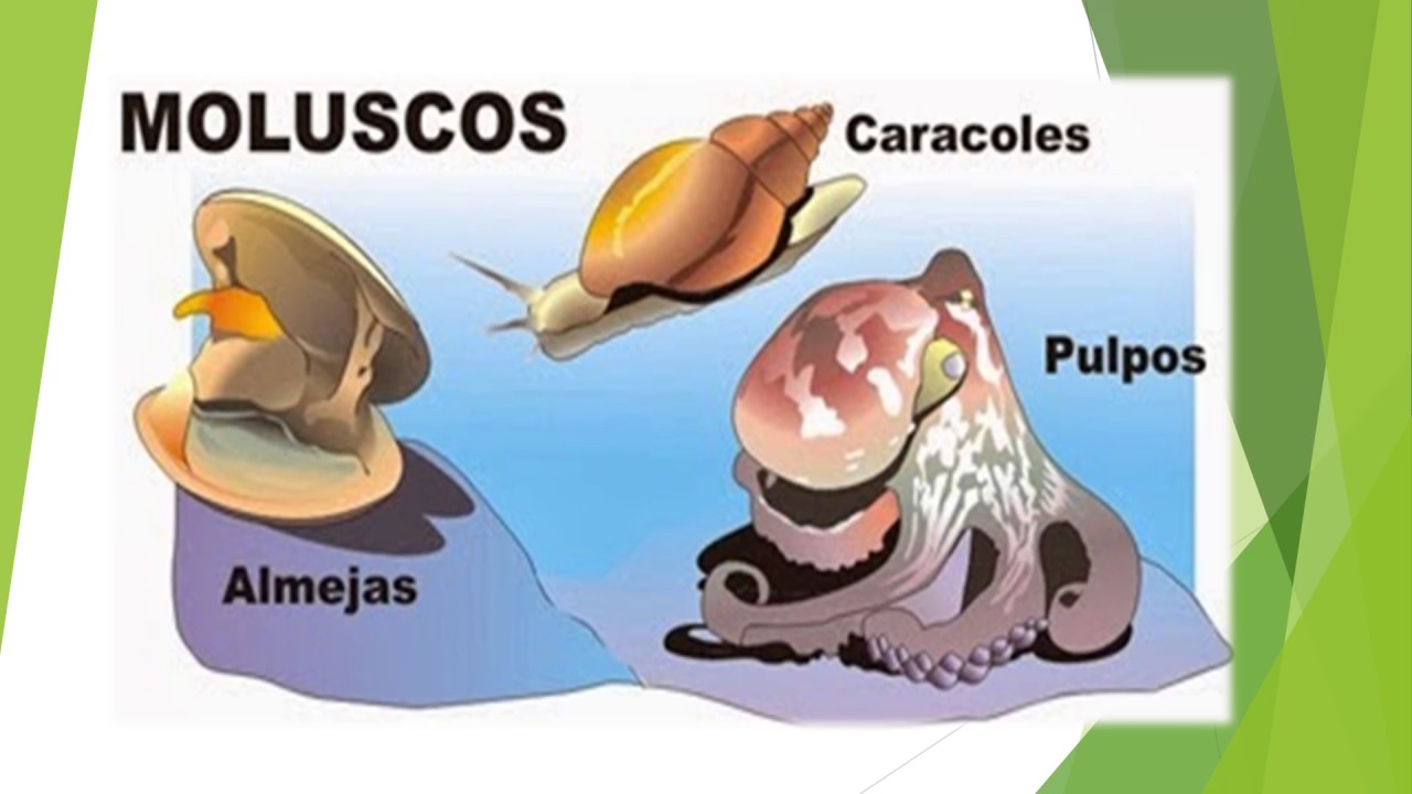 características diagnosticas de los invertebrados con