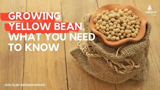 видео: Выращивание желтой фасоли. Что нужно знать картинка: Выращивание желтой фасоли. Что нужно знать