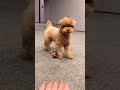 ずっとお喋りが止まらないトイプードル #shorts #dog #poodle #vlog #pet #toypoodle #トイプードル #ティーカッププードル #犬