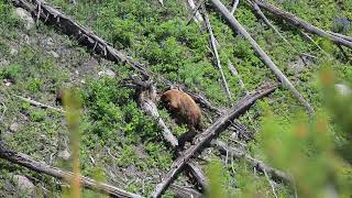 Bear and her cubs in Yellowstone by Alan Terwilleger 162 views 3 months ago 3 minutes, 36 seconds