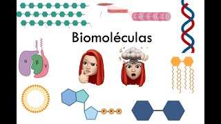 Biomoléculas (carbohidratos, lípidos, proteínas y ácidos nucleicos)