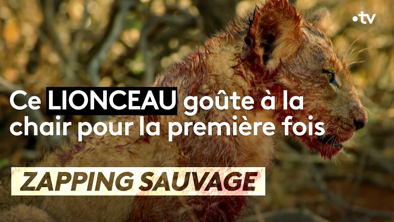 Ce lionceau goûte à la chair pour la première fois - ZAPPING SAUVAGE