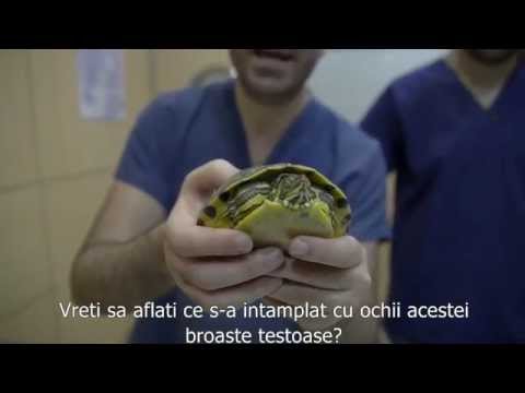 Video: Cum Să Aflăm Genul Unei Broaște țestoase