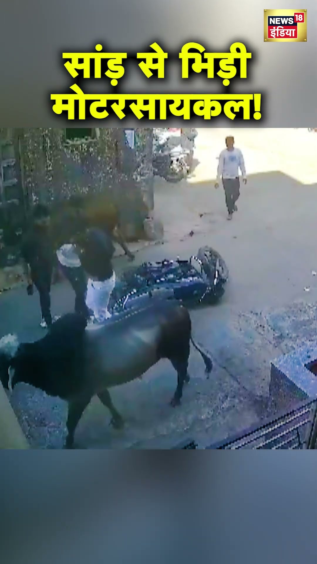 Gujarat के Dwarka में आवारा गाय और सांड़ की वजह से Road Accident | Hindi News | N18S