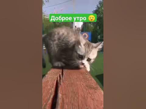 Доброе утро котики 🐈#cute #котята - YouTube