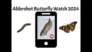 Butterfly Emergence