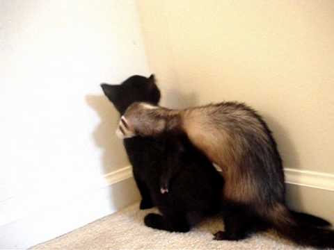 Mean Ferret Is Sorry & Gives Hug! 