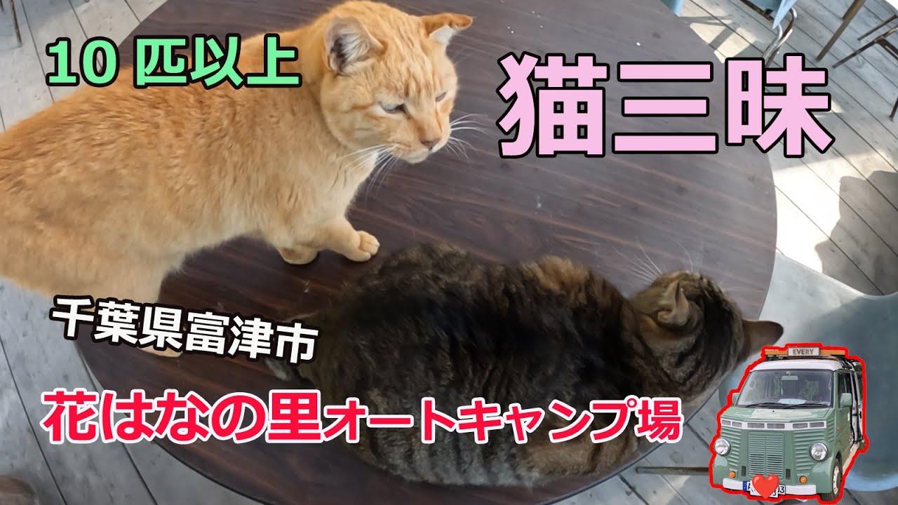 【キャンプ】花はなの里オートキャンプで猫三昧