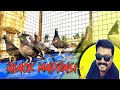 Black madrasi kabootarblack madrasi movieblack pigeon breedsblack madrasi pigeon