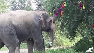 Jumbo Jubilee!