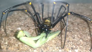 Powerful fight Spider Vs Praying Mantis.