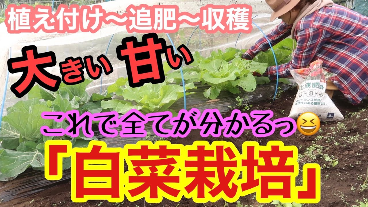 家庭菜園 白菜栽培の全て 畝作り マルチ張り 植え付け 防虫ネット 追肥 収穫 これで栽培の流れが把握できます ハクサイ Youtube