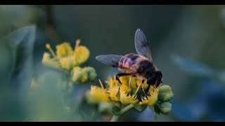 🔴Relaxing Morning Music Video