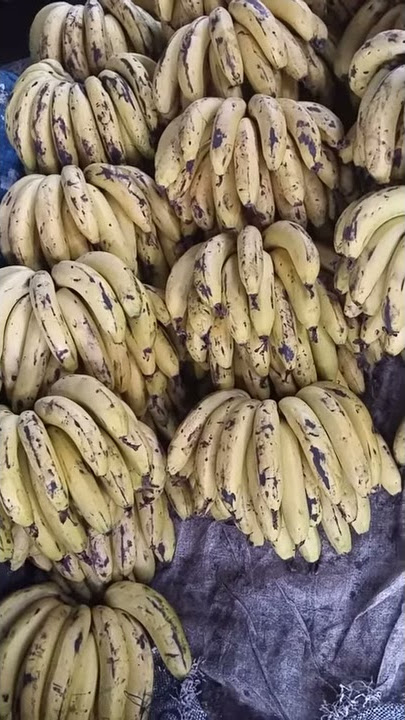 Ndizi zikiwa zimeiva