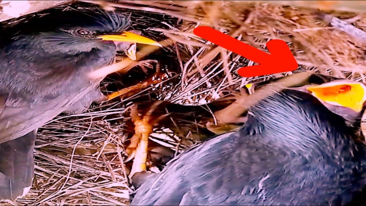 bird Great myna came to the nest to take good care of the baby#baby ...