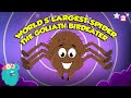 Goliath Bird Eater Spider Quiz