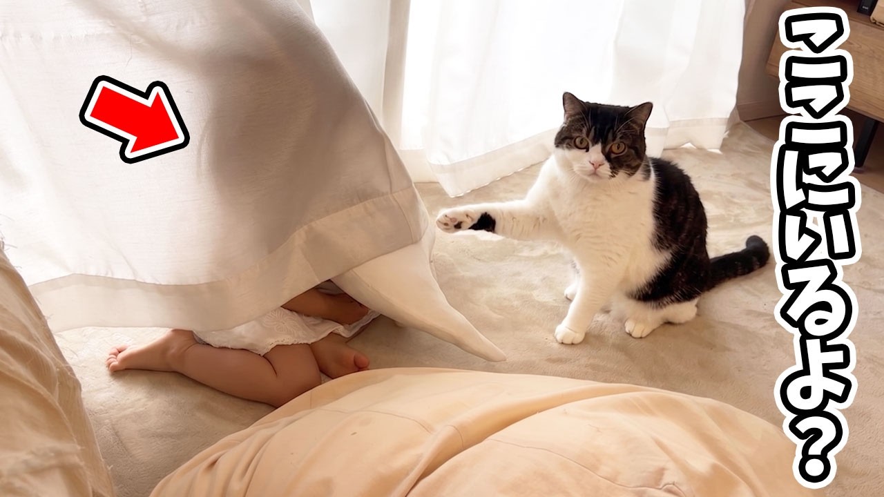 かくれんぼしている娘の場所を良かれと思って教えてくれる猫がこちら…w