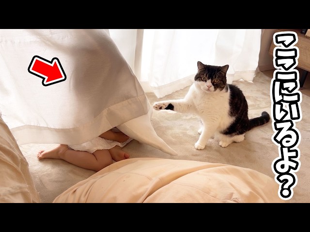 かくれんぼしている娘の場所を良かれと思って教えてくれる猫がこちら…w