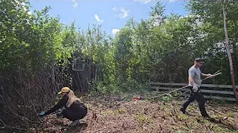 Removing Thousands of Trees Without Heavy Equipment | Creating a Self Sufficient Vegetable Garden