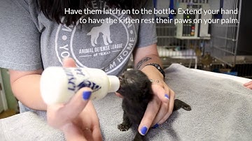 Instructions On Bottle Feeding Kittens