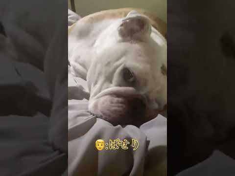 朝のブルドッグ#イングリッシュブルドッグ