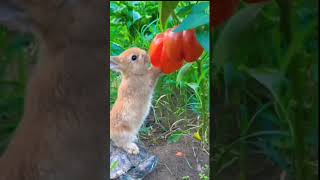 rabbit eats red pepper rabbit