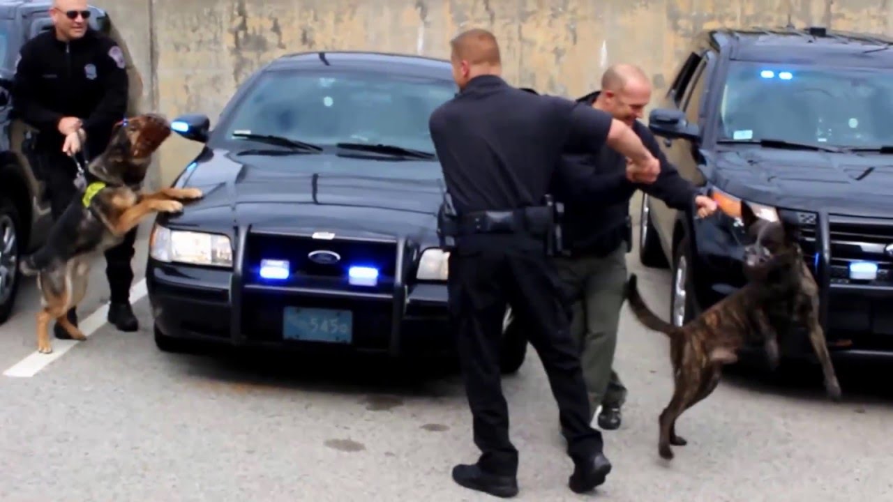 Police K9 Axel's Last Shift Surprise Greeting