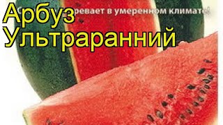 Арбуз (Ультраранний). Краткий обзор: Арбуз описание характеристик, где купить семена