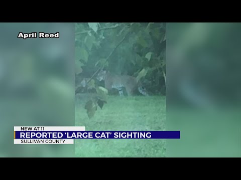 Officials: Reported 'large cat' sighting cancels Holston Middle School football practice