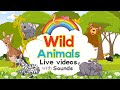 Wild Animals | Live Videos with Sounds | Animal Sounds | Jungle Animals | Learning Booster