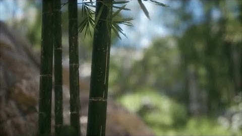 Green Bamboo Trees Forest Background | Motion Graphics - Videohive template