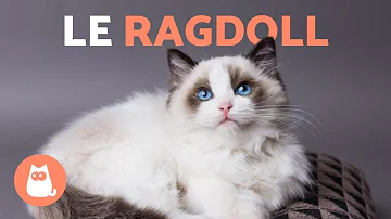 Quel est le caractère d'un chat Ragdoll ?