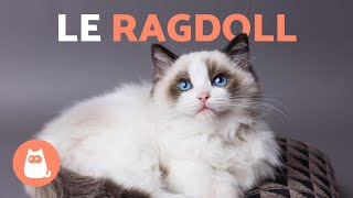 RACE DE CHAT RAGDOLL  (Caractéristiques, Soins et Origine)