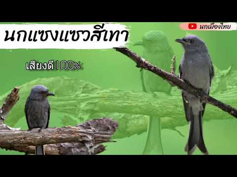 เสียงนกแซงแซวสีเทา