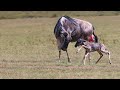 Mother Wildebeest Giving Birth