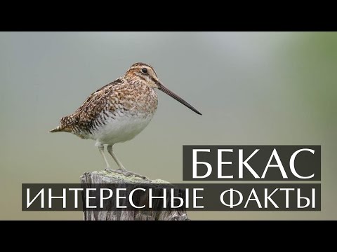 Бекас интересные факты