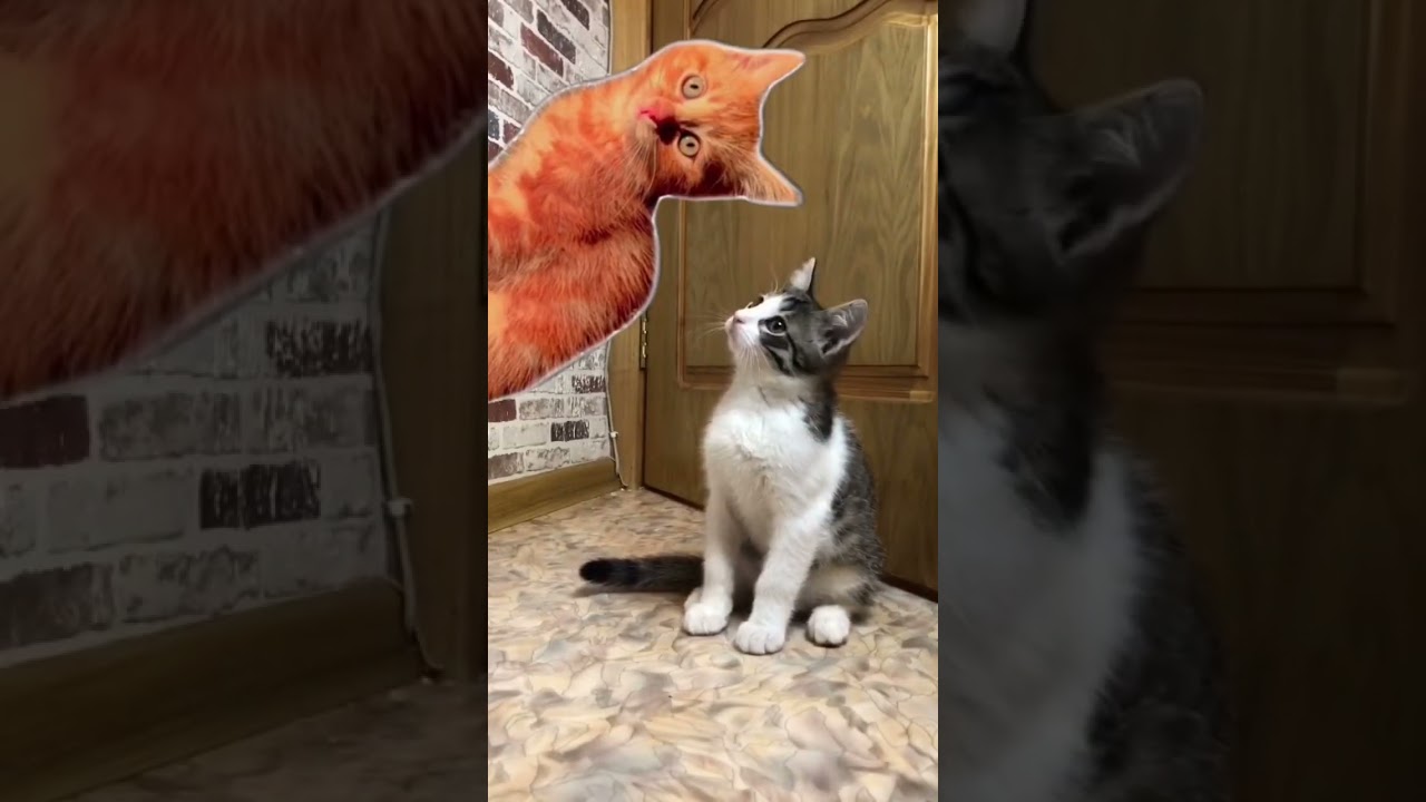 Симба УЧИТ 13