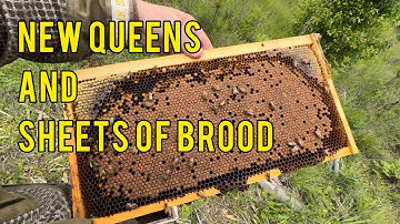 🔵 New 2025 Queens and Sheets of Brood!!!