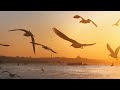 Amazing Birds Flying into the  Sunset | Scenic Relaxation with Beautiful Soothing Music. |Sea View.