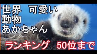 動物人気ランキング 可愛いペットの赤ちゃんとしても 世界の動物園 50位 Youtube