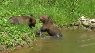 Prima Zi In Natura Pentru 2 Ursuleti Orfani