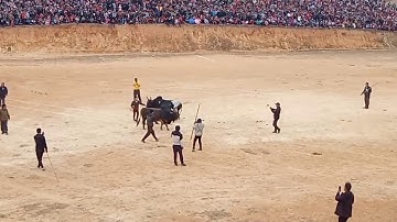 Mus ua sib xias khuam ma lom zem kawg li tiab nawb cov phooj ywg nrog kv mus saib nyuj sib nraus