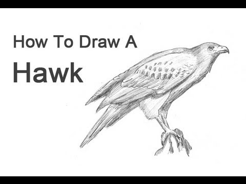 How to Draw a Hawk (Harris Hawk) - YouTube