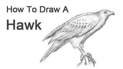 How to Draw a Hawk (Harris Hawk)