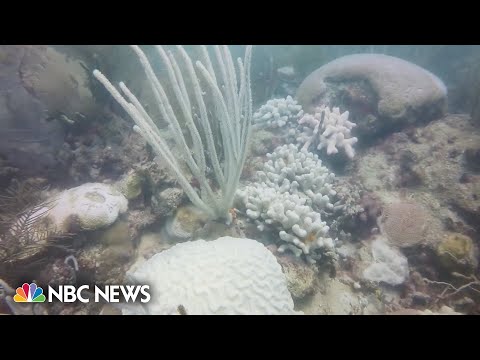 Record high water temperatures take toll on florida's coral reefs